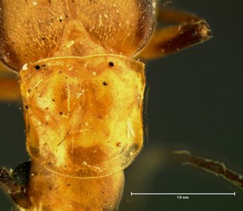 Media type: image;   Entomology 3403 Aspect: pronotum dorsal